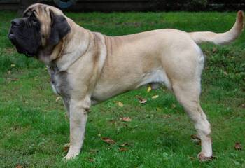 English Mastiffs - Dog and Puppy Pictures