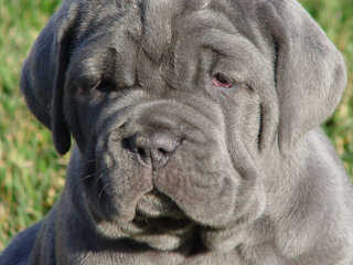 English Mastiffs Pups - Dog and Puppy Pictures