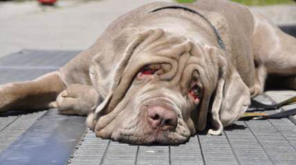 Owl Creek Mastiffs - Dog Breeders