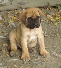 Legend Dogo Argentinos / Argentine Dogo - Dog Breeders