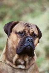 English Mastiffs - Dog Breeders