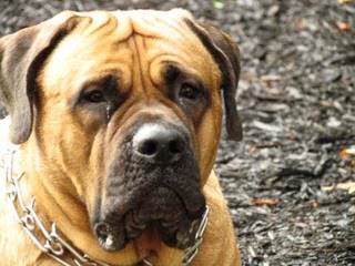 Mastiff Pups Big & Lovable - Dog Breeders