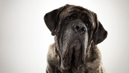 Lil Foot Mastiffs - Dog and Puppy Pictures