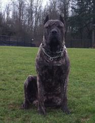 Gentle Giant English Mastiff-Puppies Available Now - Dog and Puppy Pictures