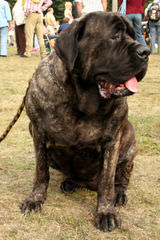 Owl Creek Mastiffs - Dog and Puppy Pictures