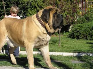 English Mastiff Breeder - Dog Breeders