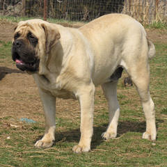 English Mastiffs - Dog and Puppy Pictures