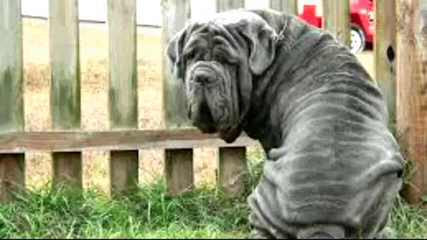 Male Mastiff Puppy - Dog Breeders