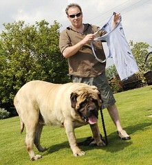 Mastiff Puppies For Sale - Dog and Puppy Pictures