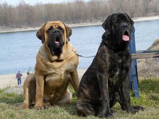 Devincourt Mastiffs - Dog Breeders