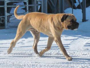 Thornton Mastiffs - Dog and Puppy Pictures