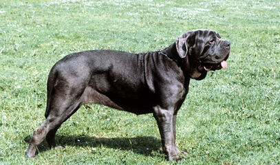 Kents Mastiff - Dog Breeders