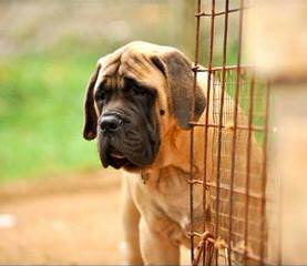 English Mastiff Puppies - Dog and Puppy Pictures