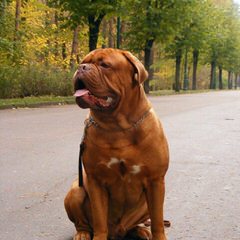 Mastiff – Bob - Dog and Puppy Pictures