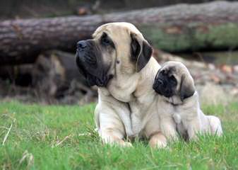 Matanuska Mastiffs - Dog Breeders