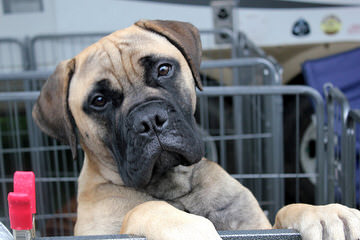 Mount Moriah Mastiffs - Dog and Puppy Pictures