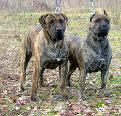 Traugh’s English Mastiffs - Dog and Puppy Pictures