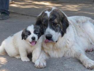 Owl Creek Mastiffs - Dog and Puppy Pictures