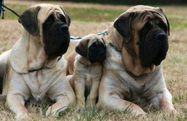 Mythicalmaze Mastiffs - Dog Breeders