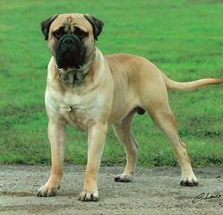 Owl Creek Mastiffs - Dog Breeders