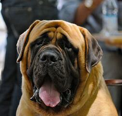 Evergreen Bullmastiffs - Dog and Puppy Pictures