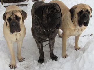 Dogue De Bordeaux / French Mastiff - Dog Breeders