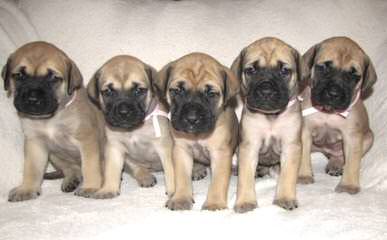 Matanuska Mastiffs - Dog and Puppy Pictures