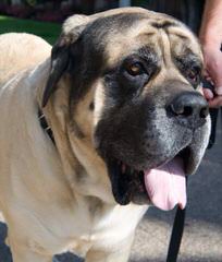 English Mastiff Puppies - Dog Breeders