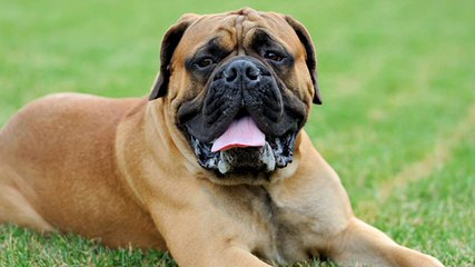 Wisconsin Mastiffs - Dog Breeders