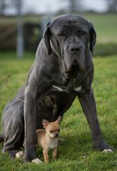 Lil Foot Mastiffs - Dog Breeders