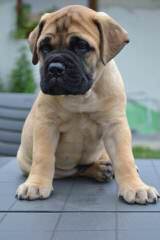 Snow Lion White Tibetan Mastiffs - Dog and Puppy Pictures