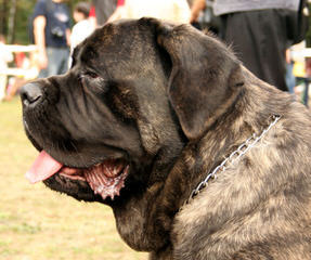 Male Mastiff Puppy - Dog Breeders