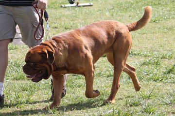 Traugh’s English Mastiffs - Dog and Puppy Pictures