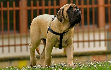 Mastiff Pups Big & Lovable - Dog and Puppy Pictures