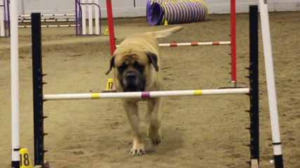 Red Dragon Kennel – English Mastiff, English Bulldog, Dosa Korean Mastiff, Tosa Inu - Dog Breeders