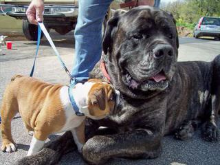 Mountaintopmastiffs - Dog and Puppy Pictures