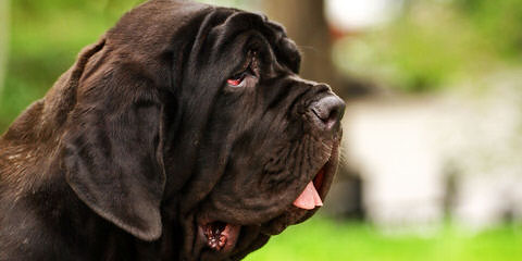 Faith Walk Mastiffs - Dog and Puppy Pictures