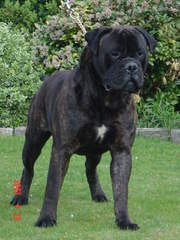 English Mastiffs Pups - Dog Breeders