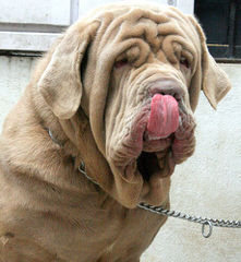 Traugh’s English Mastiffs - Dog Breeders