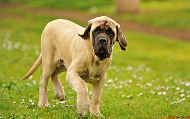 Lil Foot Mastiffs - Dog and Puppy Pictures