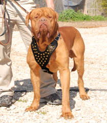 Male Mastiff Puppy - Dog Breeders