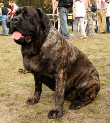 English Mastiff Puppies - Dog Breeders