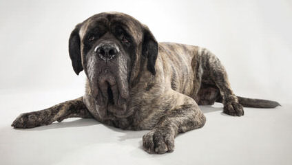 English Mastiffs - Dog Breeders