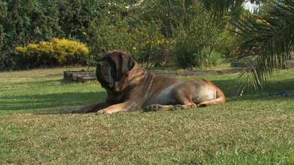 Matanuska Mastiffs - Dog Breeders