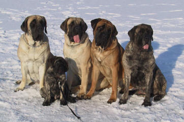 English Mastiff Puppies - Dog Breeders