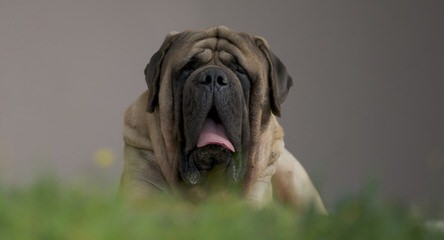 mendeltna mastiffs - Dog Breeders