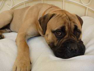 English Mastiffs - Dog Breeders