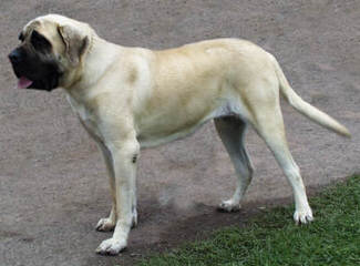 English Mastiffs - Dog Breeders