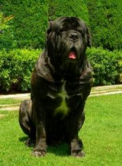 Matanuska Mastiffs - Dog Breeders