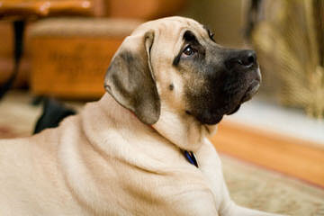 Mastiff – Bob - Dog Breeders